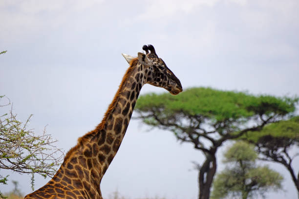 istock Tanzania Safari 2181056369