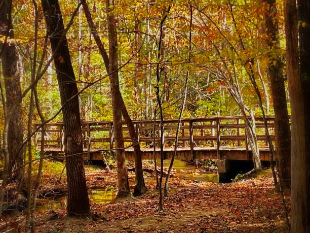 Scenes from the Pisgah National Forest