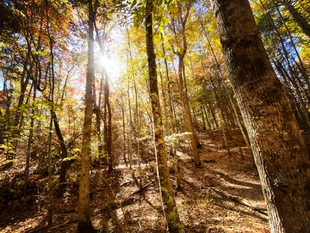 istock Scenes from the Pisgah National Forest 2181057193