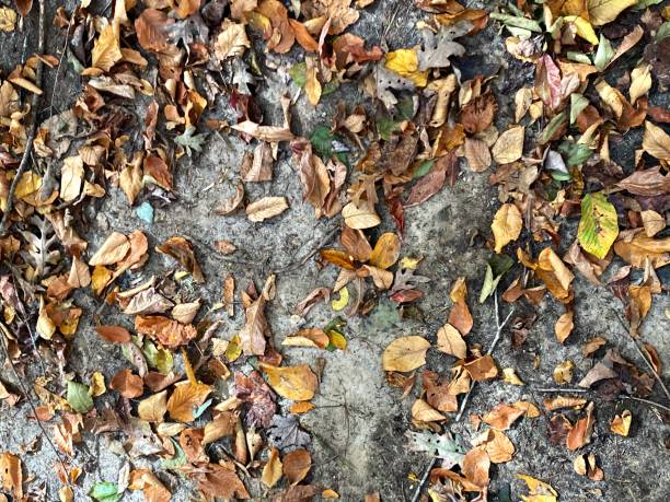 istock Scenes from the Pisgah National Forest 2181057213