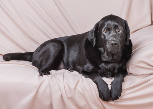 istock A black Labrador retriever dog lies on a beige sofa. 2181057742