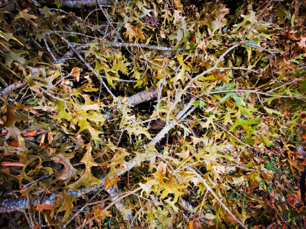 Scenes from the Pisgah National Forest
