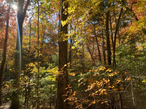 istock Scenes from the Pisgah National Forest 2181058007