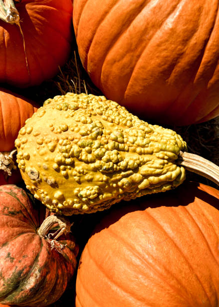 Yellow Bumpy Pumpkin Surrounded by Orange Pumpkins Close-Up