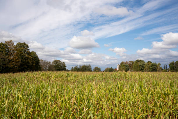 Corn field on a sunny autumn day in Camden, Oswego County, NY.