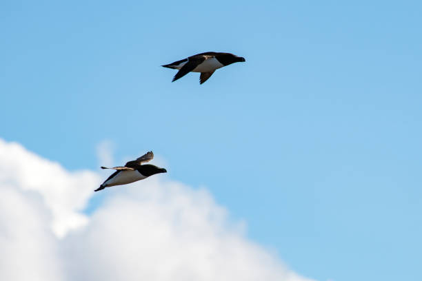 istock Torda-Mergulheira (Alca torda) | Razorbill 2181060057