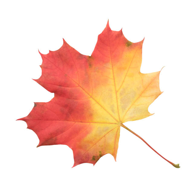 istock A leaf of a maple tree is shown in full color. The leaf is red and has a slightly brownish tint. The leaf is positioned on a white background, which makes the leaf stand out and appear more vibrant 2181060279