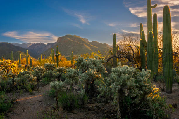 istock Tranquil Desert Landscape With Cacti At Sunrise 2181061411