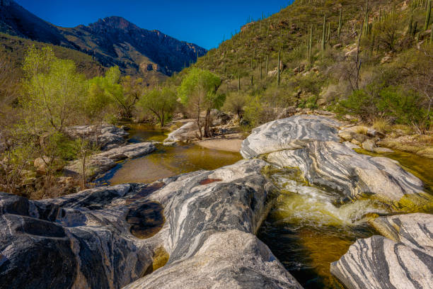 A beautiful desert scene captures a clear stream flowing over rocks, surrounded by green shrubs and majestic Saguaro cacti under a bright blue sky.