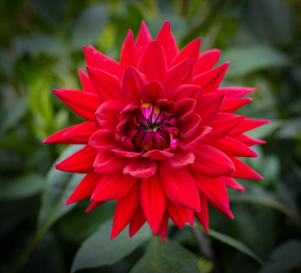 Red Dahlia Flower Close Up
