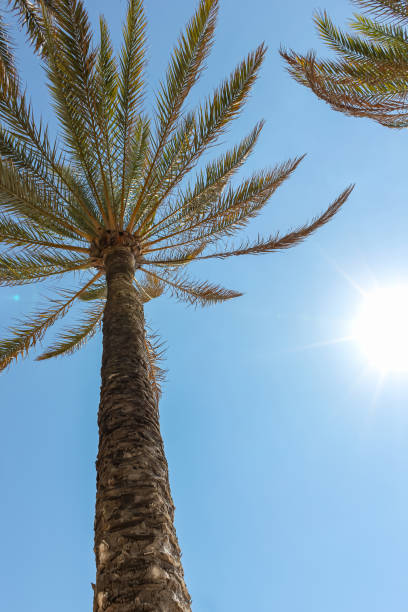 istock Palm tree on the background of a blue sunny sky 2181064139