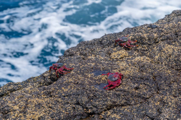 three red crabs resting on a rock hit by the sea, Moorish crabs or Grapsus adscensionis, typical crab of the Canary Islands, marine crustaceans, with wave blue sea in the background