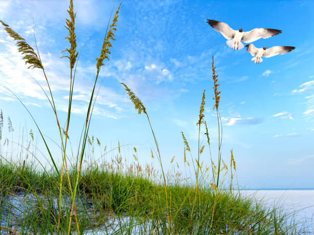 Tropical Siesta Key beach with sunny sky during sunrise in Sarasota, Florida