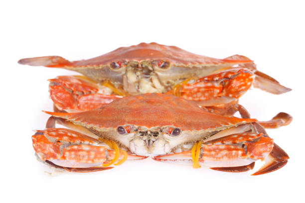 istock Isolated in the white background crabs 2181068922
