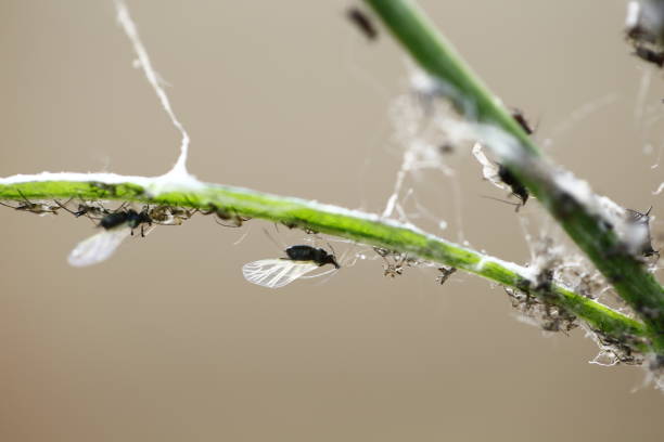 istock a kind of insects named aphid 2181068976