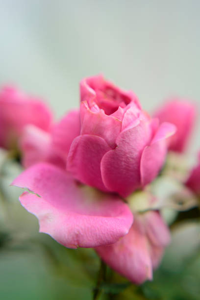 Delicate macro close-up of soft pink rose petals in full bloom, showing intricate layers and texture