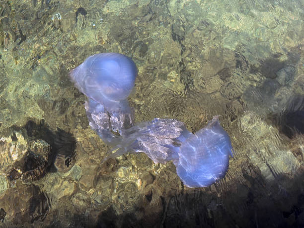 Close up jellyfish in shallow water of Aegean Sea