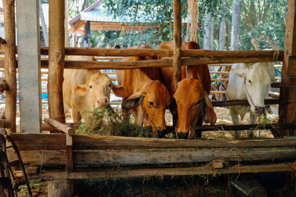 istock thai farming animal 2181069825