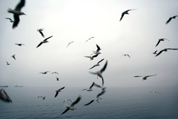 istock Flock of bird flying over stormy sky 2181069889