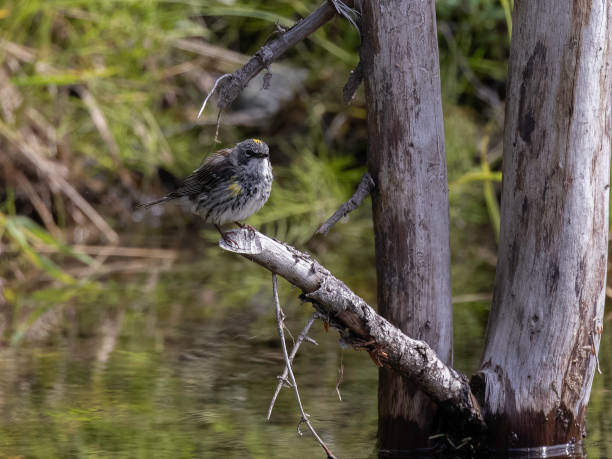 Myrtle Yellow-rumped Warbler in Fairbanks, Alaska