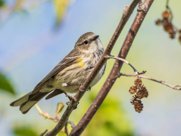 The yellow-rumped warbler is a regular North American bird species that can be commonly observed all across the continent.