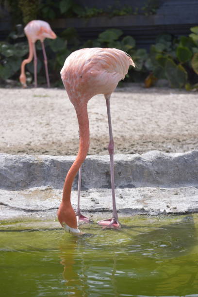 istock American or Caribbean flamingo (Phoenicopterus ruber) 2181076168