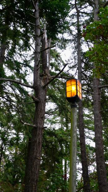 Take a hike into this wooded area with vintage street light that blends into the forest. Pine trees in the pacific northwest scene.