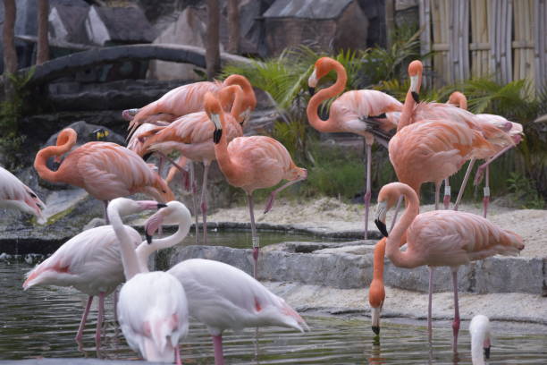 istock American or Caribbean flamingo (Phoenicopterus ruber) 2181079071