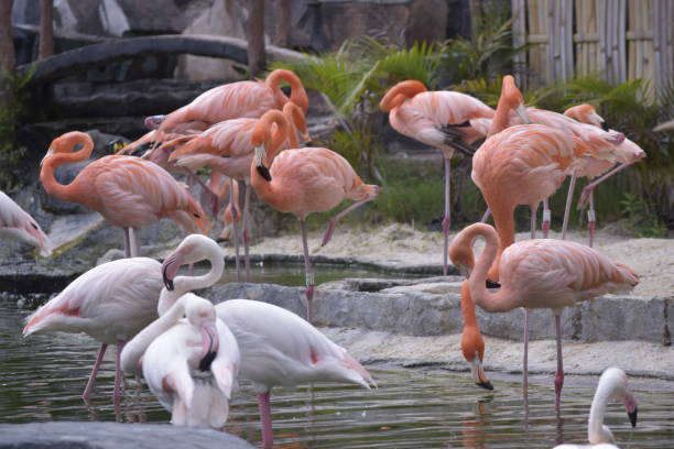 istock American or Caribbean flamingo (Phoenicopterus ruber) 2181079181