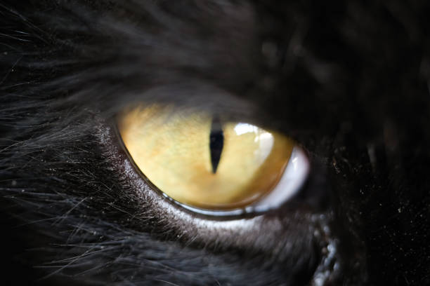 Closeup shot of Black Furred Cat Eyes with yellow pupils. Macro of animal body parts. Animal Close up. Sharp eye focus. Animal eyes. Macro photography Concepts
