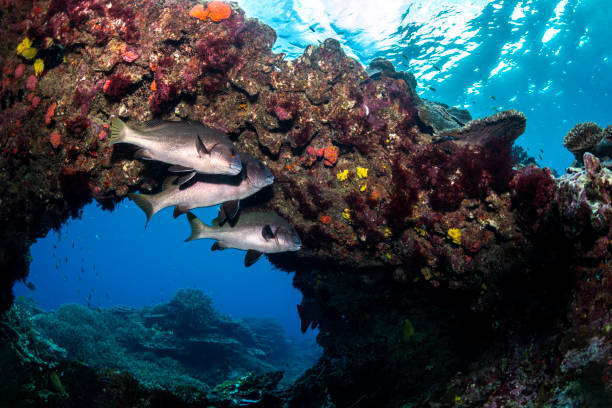 istock Through the Coral Archway 2181084001