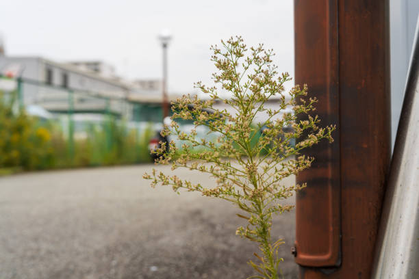 Canadian horseweed native to asphalt.