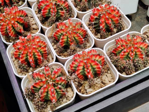 istock Gymnocalycium mihanovichii var. friedrichii Werderm. 2181092490