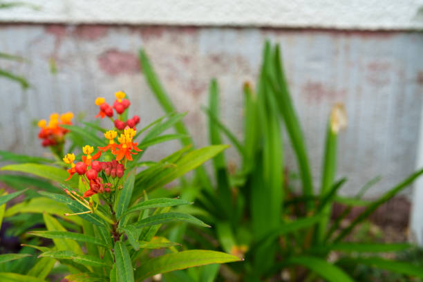 Orange blossoms of a butterfly weed plant