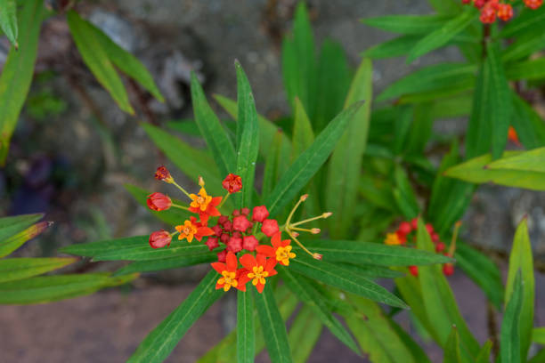 Tropical milkweed in the park's flowerbeds.