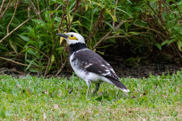 istock Black-collared starling. Standing on grass, green bushes in the background. 2181093623