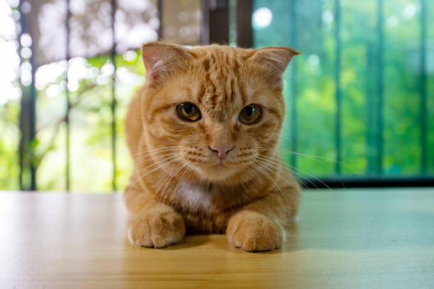 istock Orange cat crouched on wooden table infront of the open window. 2181095900
