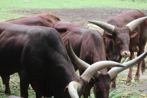 istock Ankole-Watusi Enjoying the Grass 2181096205