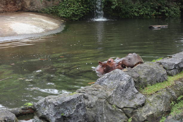 Hippo swimming in a pond
