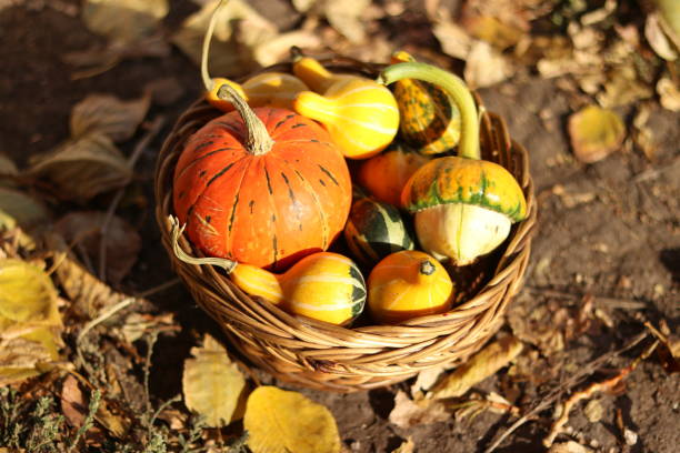 istock various variations of decorative pumpkins, squash, zucchini lies in a basket 2181097303
