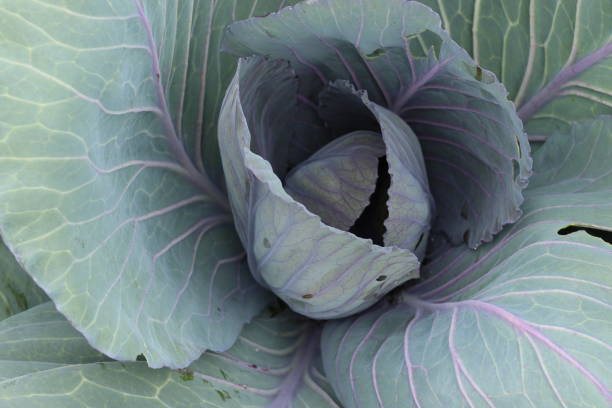 Free Stock Photo of A close up of a cabbage | Download Free Images and ...