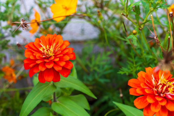 Common zinnia planted in flower beds