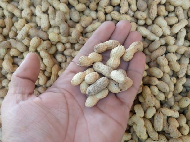 istock A handful of peanuts held in the hand 2181100654