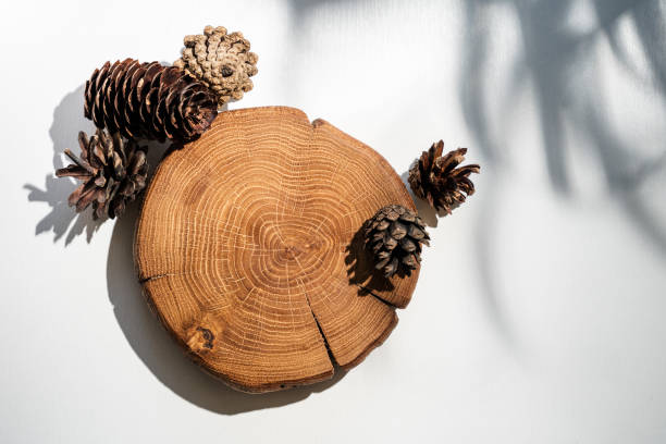 A wooden slice with annual rings and pine cones beautifully arranged in natural sunlight, emphasizing earthy textures and organic aesthetics.