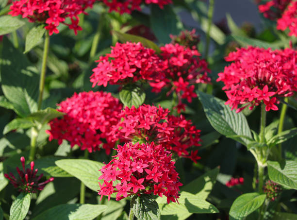 istock Red Pentas Lanceolata also known as egyptian starcluster in the garden. 2181101748