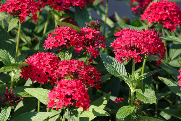 istock Red Pentas Lanceolata also known as egyptian starcluster in the garden. 2181101749
