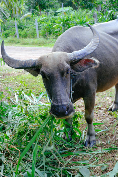 istock thai farming animal 2181103187