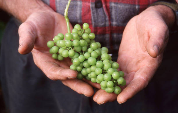 istock White Wine Grapes in growers hands 2181106108
