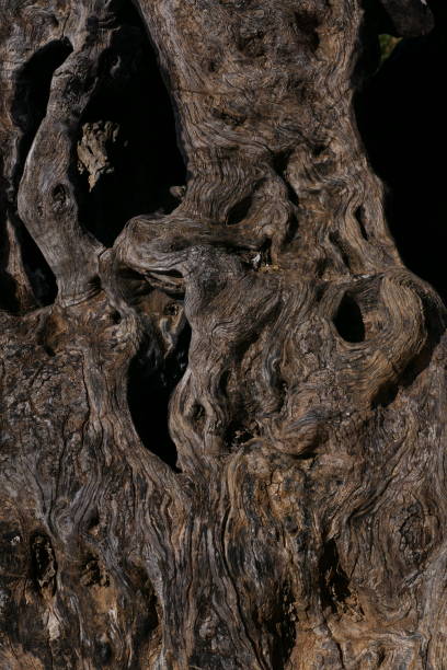 istock Old olive tree, Torroella de Montgri, province of Girona (Catalonia) 2181107212