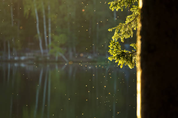 Insects flying around a tree next to a lake in the morning